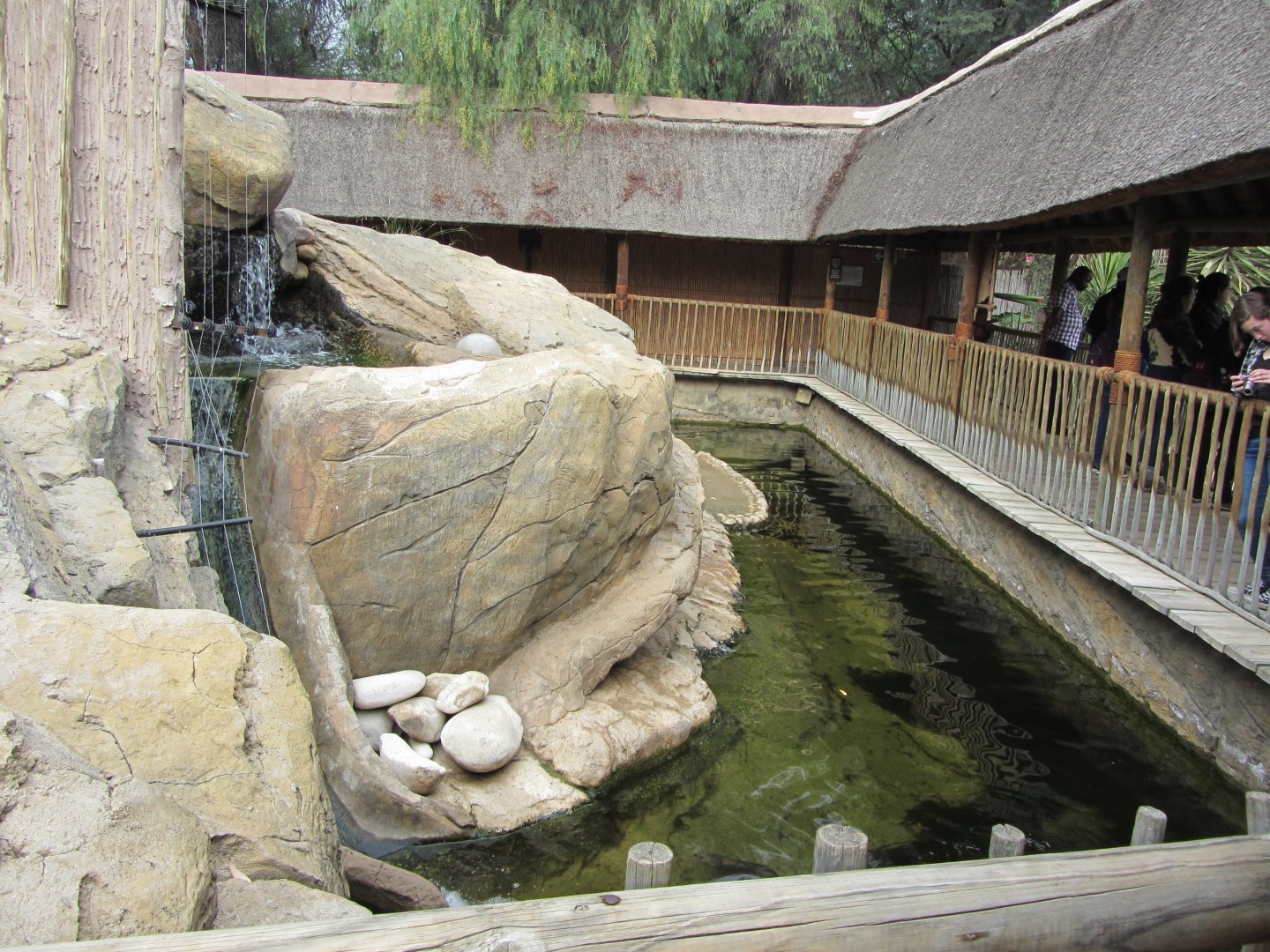 Spot-necked Otter Exhibit