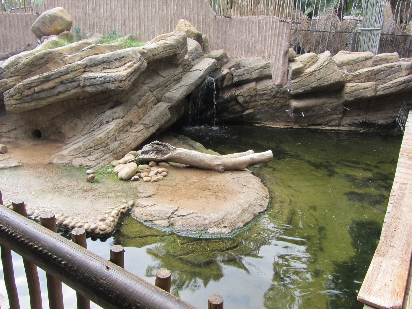 Spot-necked Otter Exhibit