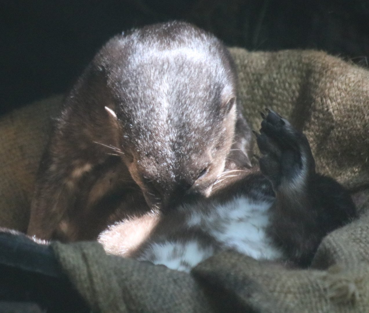 Spot-necked Otter Grooming