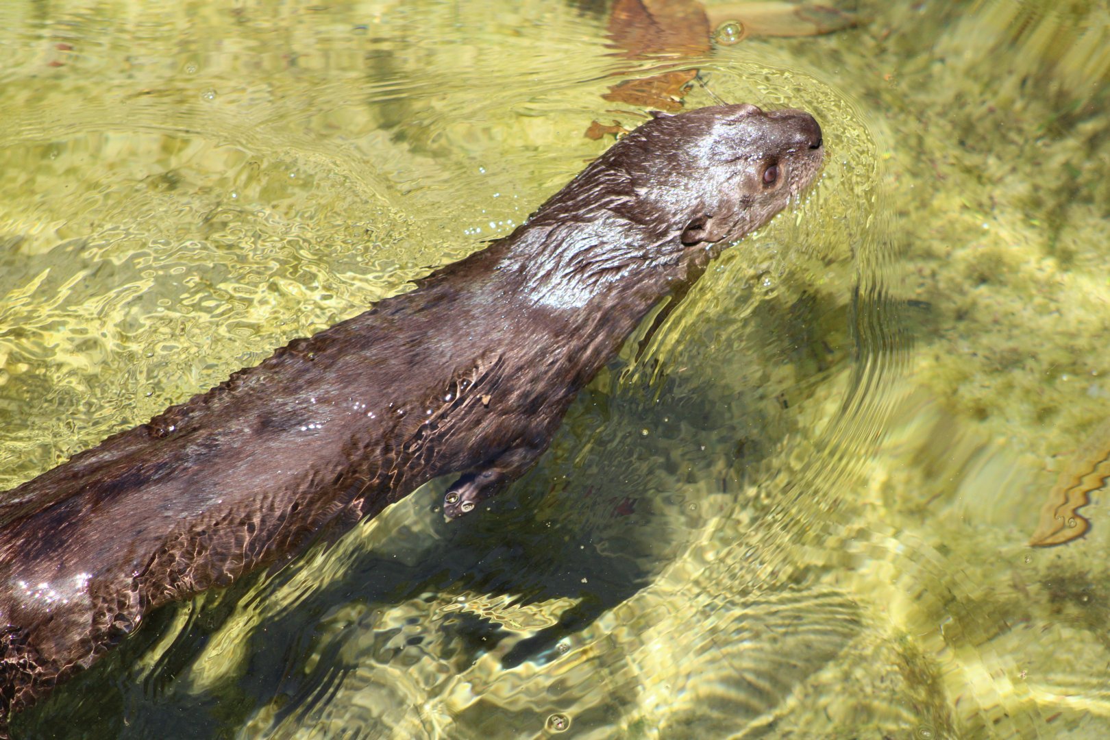 Spot-Necked Otter (Hydrictis maculicollis)