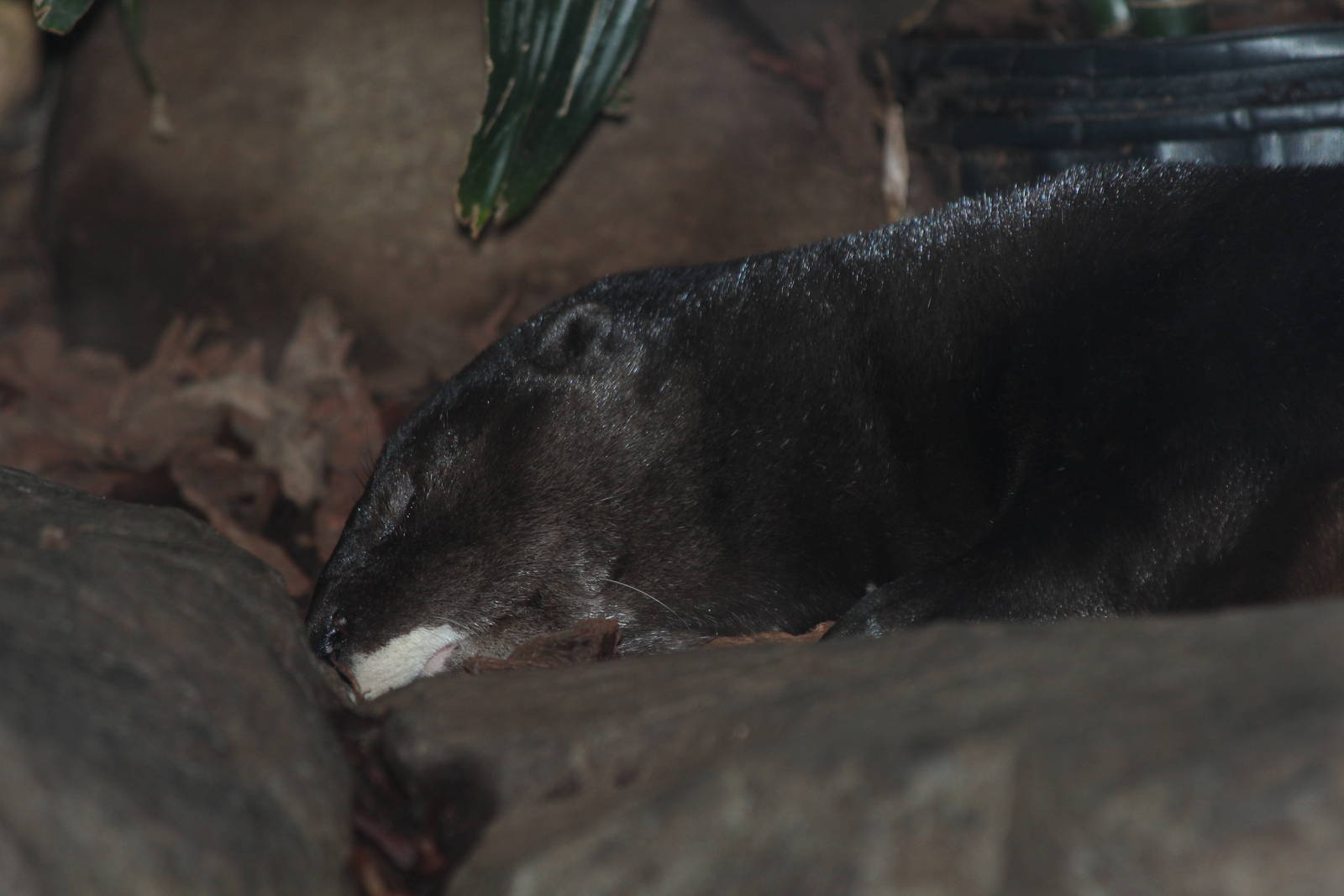 Spot-necked Otter - Nov 2012