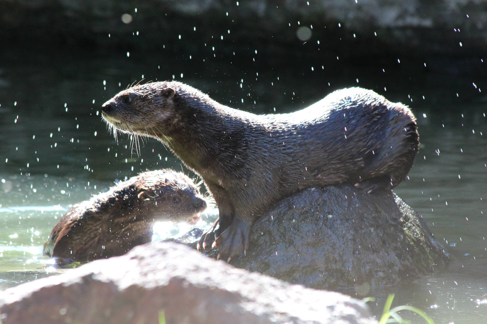 Spot-necked Otter - Oct 2012