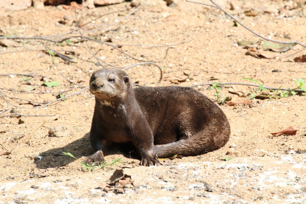 Spot-necked Otter