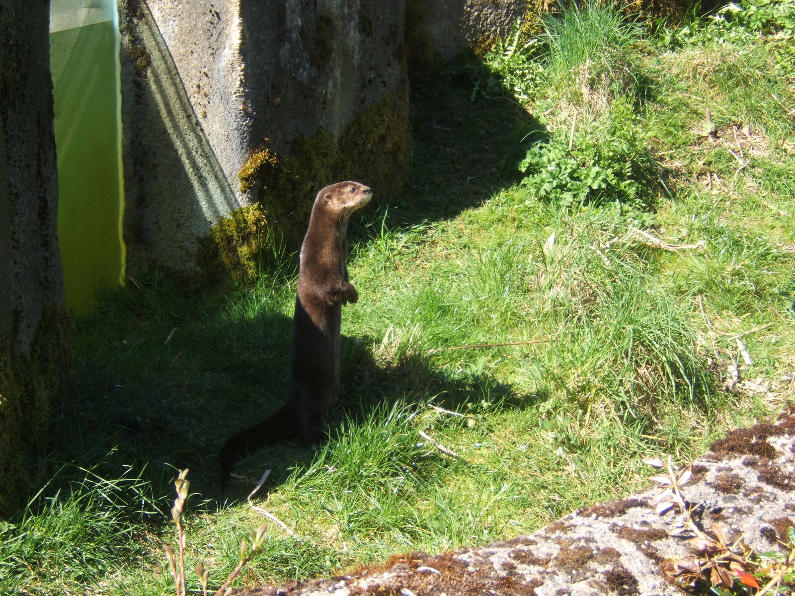 Spot-necked Otter