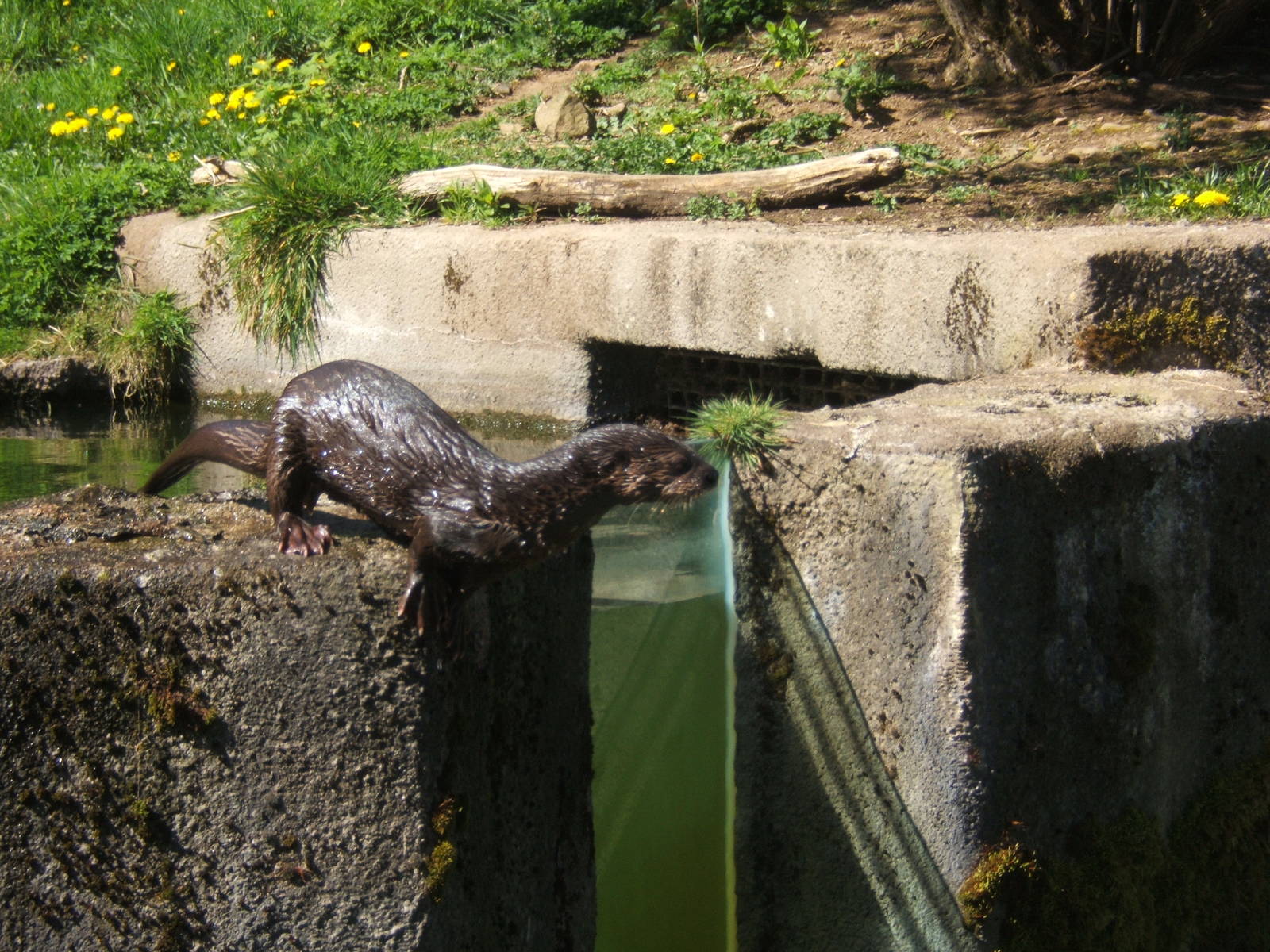 Spot-necked Otter