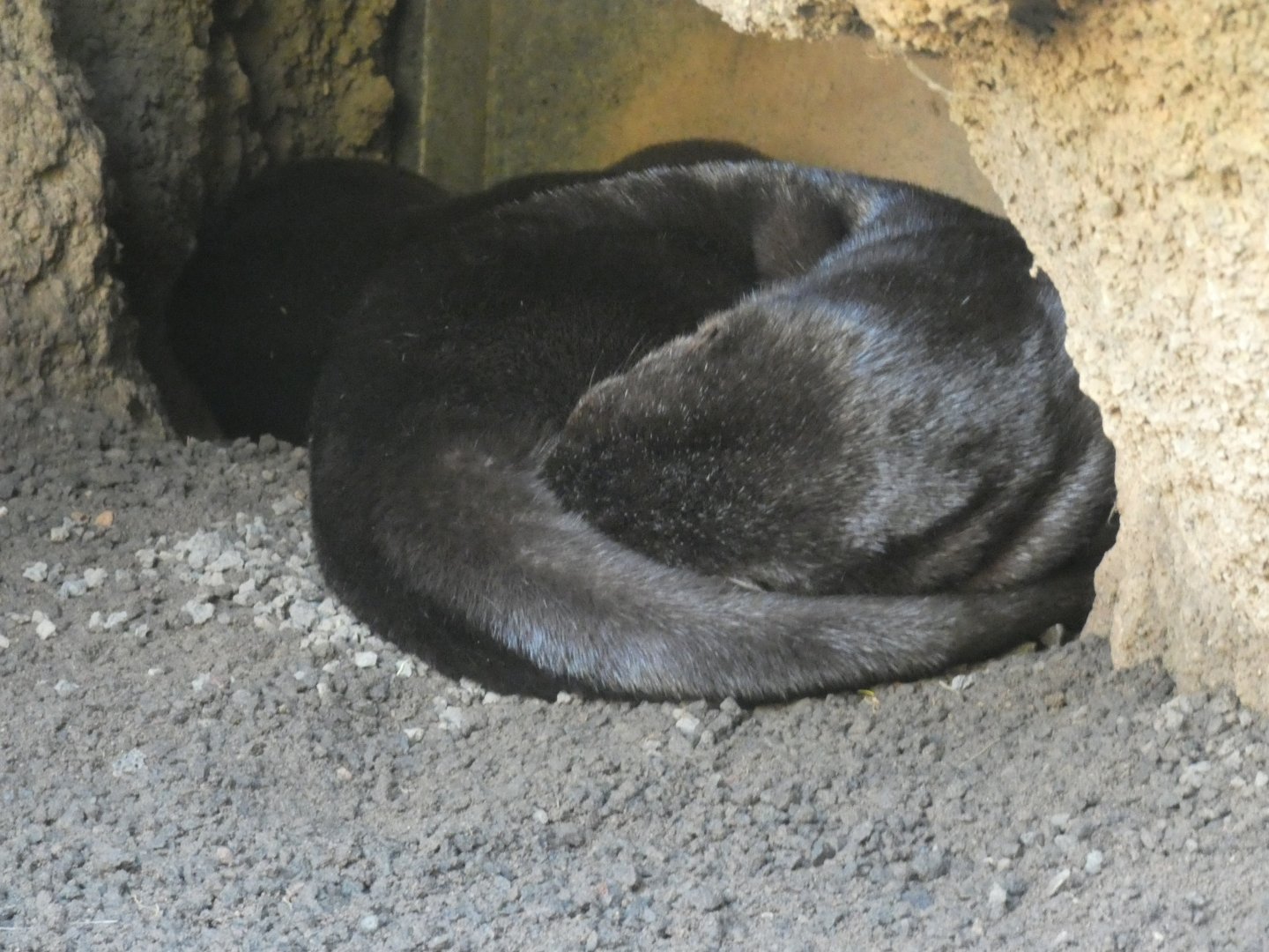 Spot-necked Otter