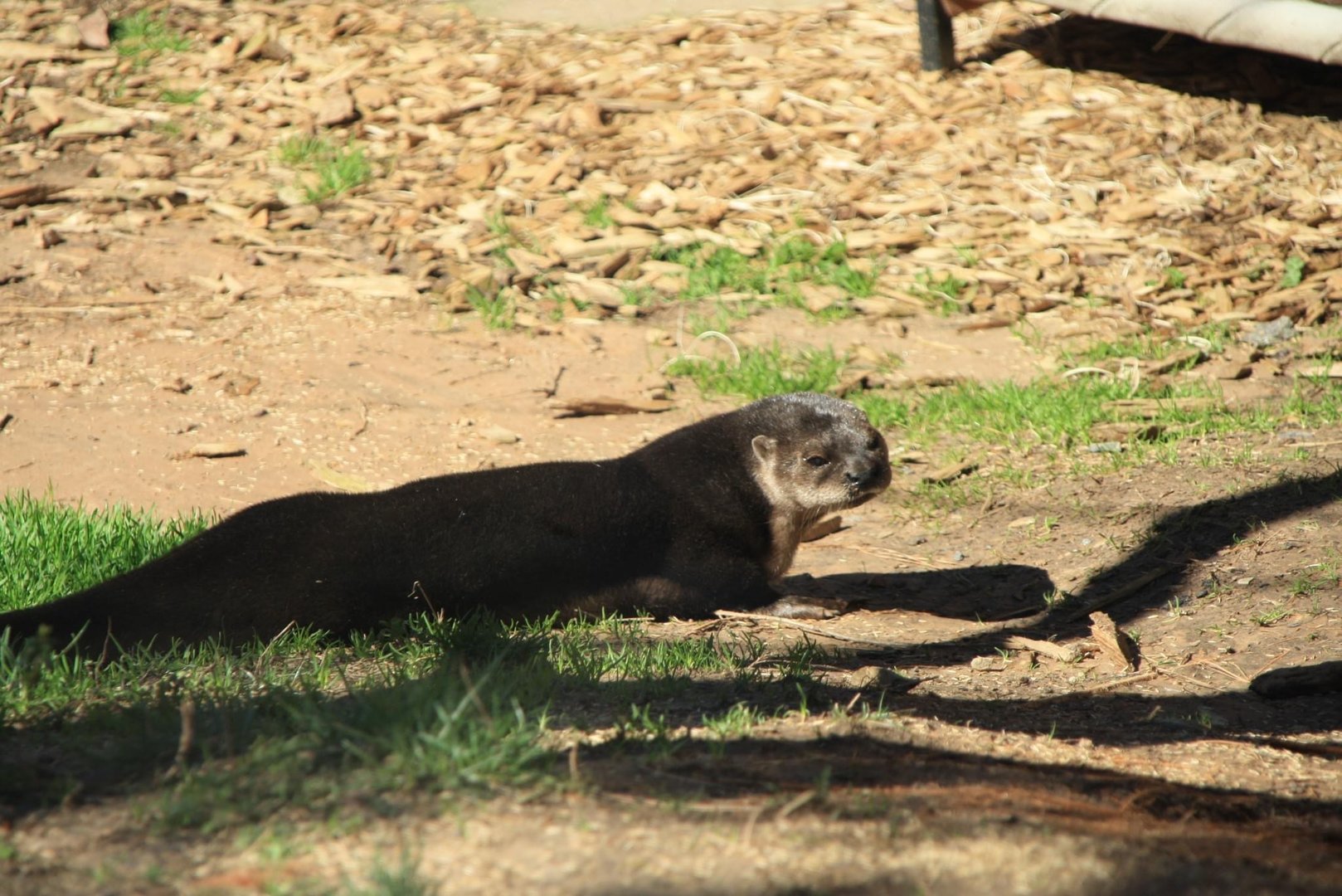 Spot-necked Otter