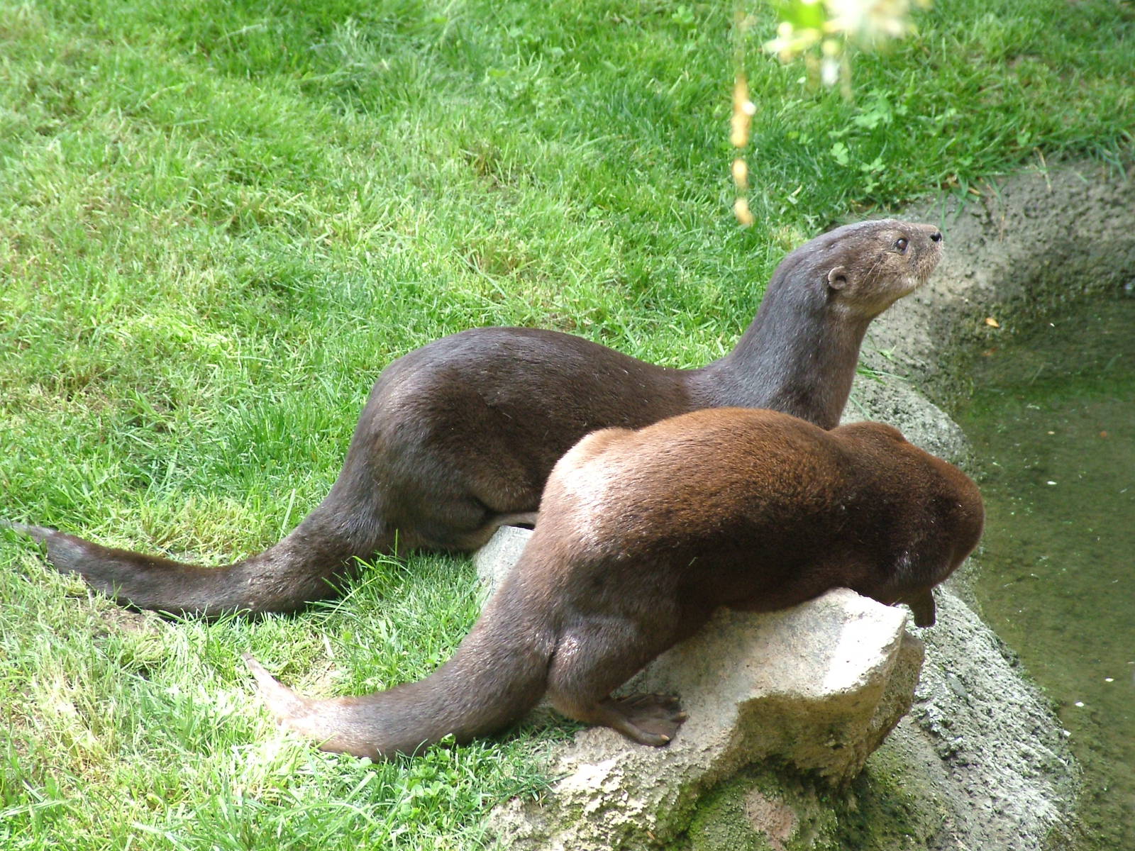 Spot-necked Otters at Bioparc Valencia, 28/05/11