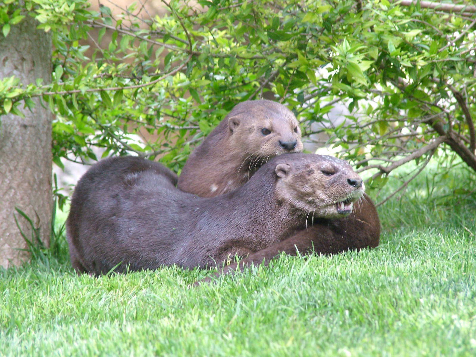 Spot-necked Otters at Bioparc Valencia, 28/05/11