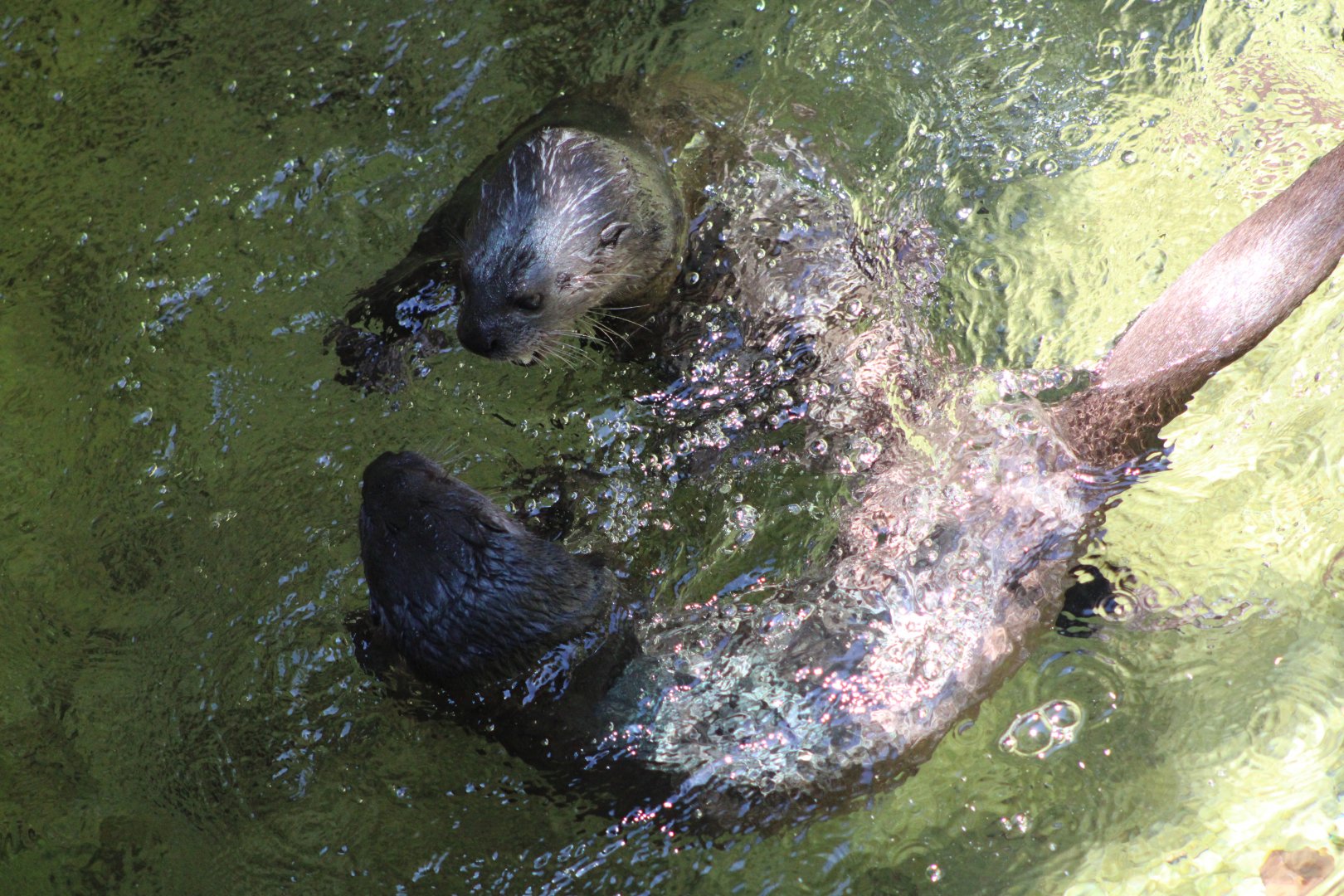 Spot-Necked Otters (Hydrictis maculicollis)