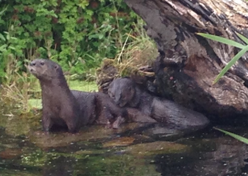 Spot-necked otters