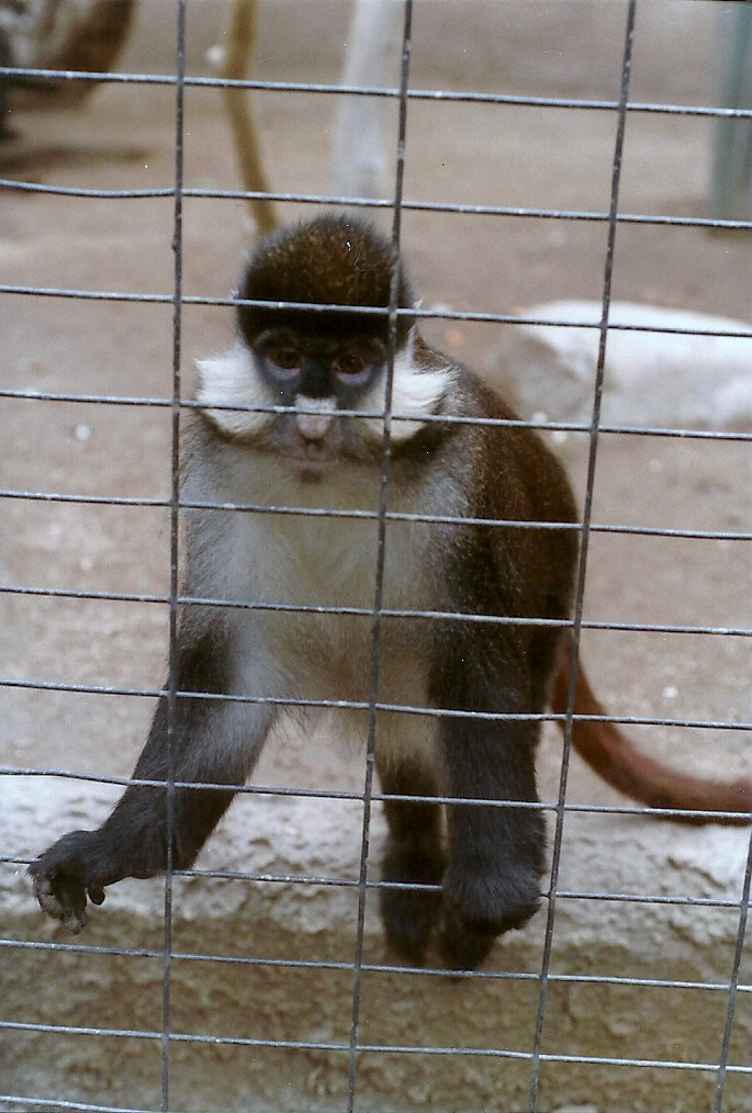 Spot-nosed Guenon - 1982