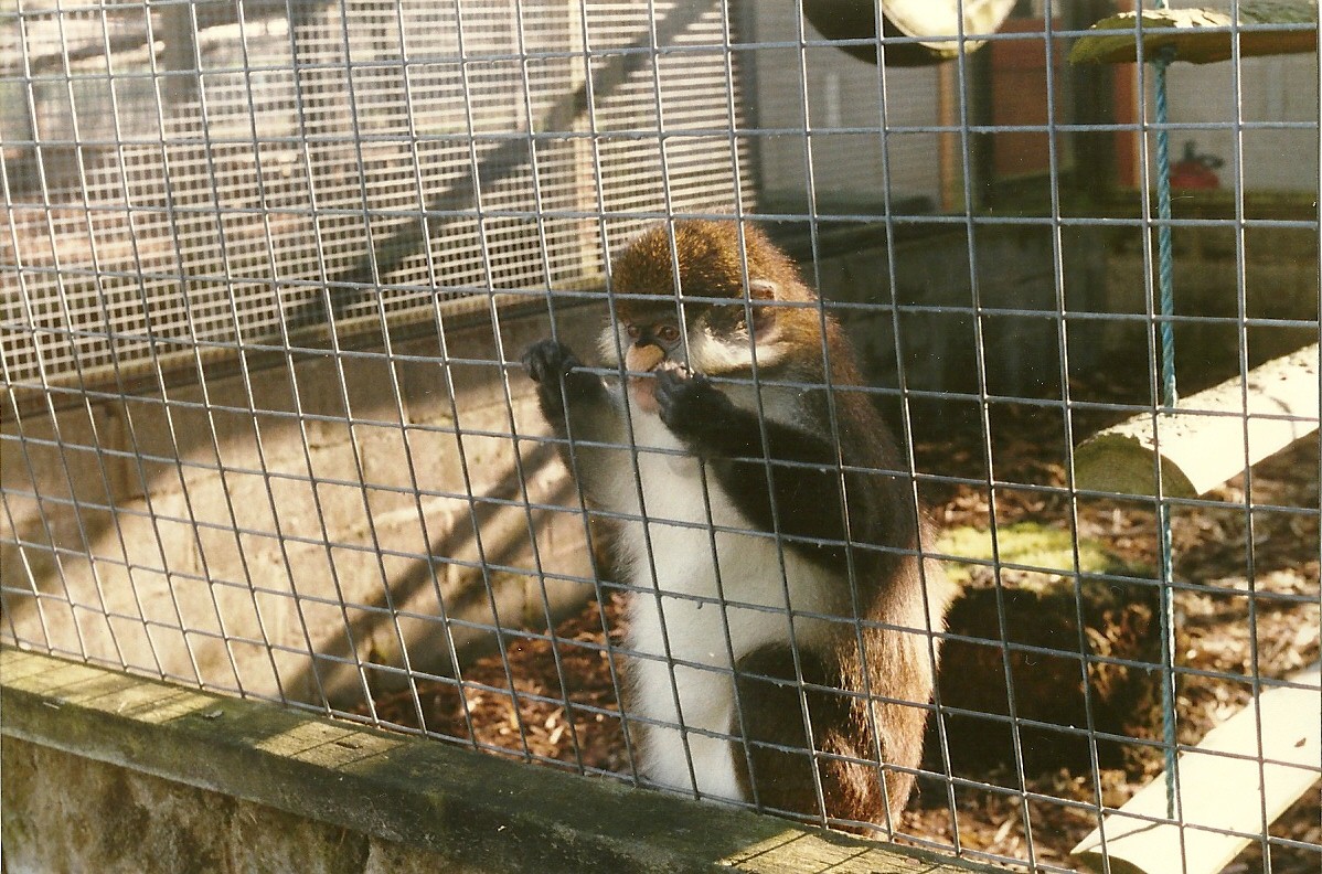 Spot-nosed Guenon 26th October 1996