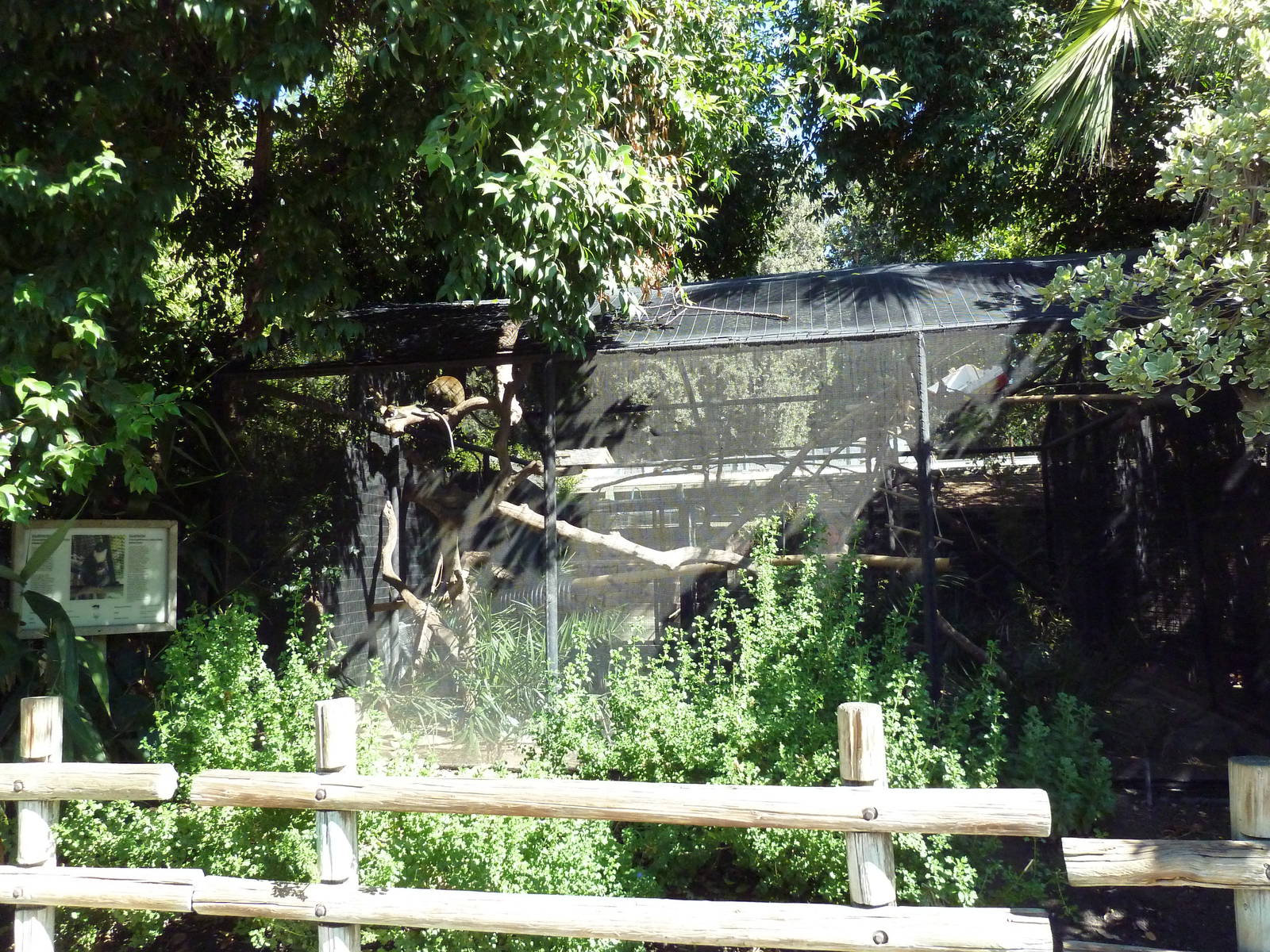 Spot-Nosed Guenon Exhibit