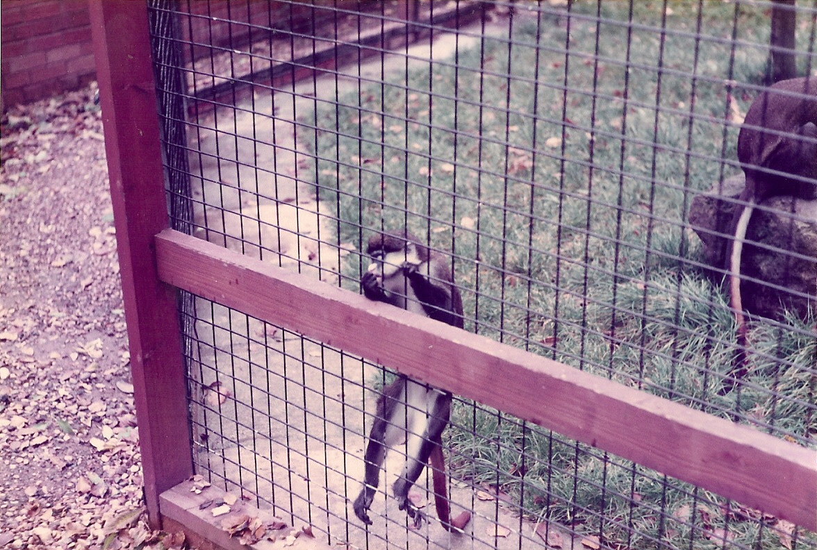 Spot Nosed Guenon kept in the 1980's ?