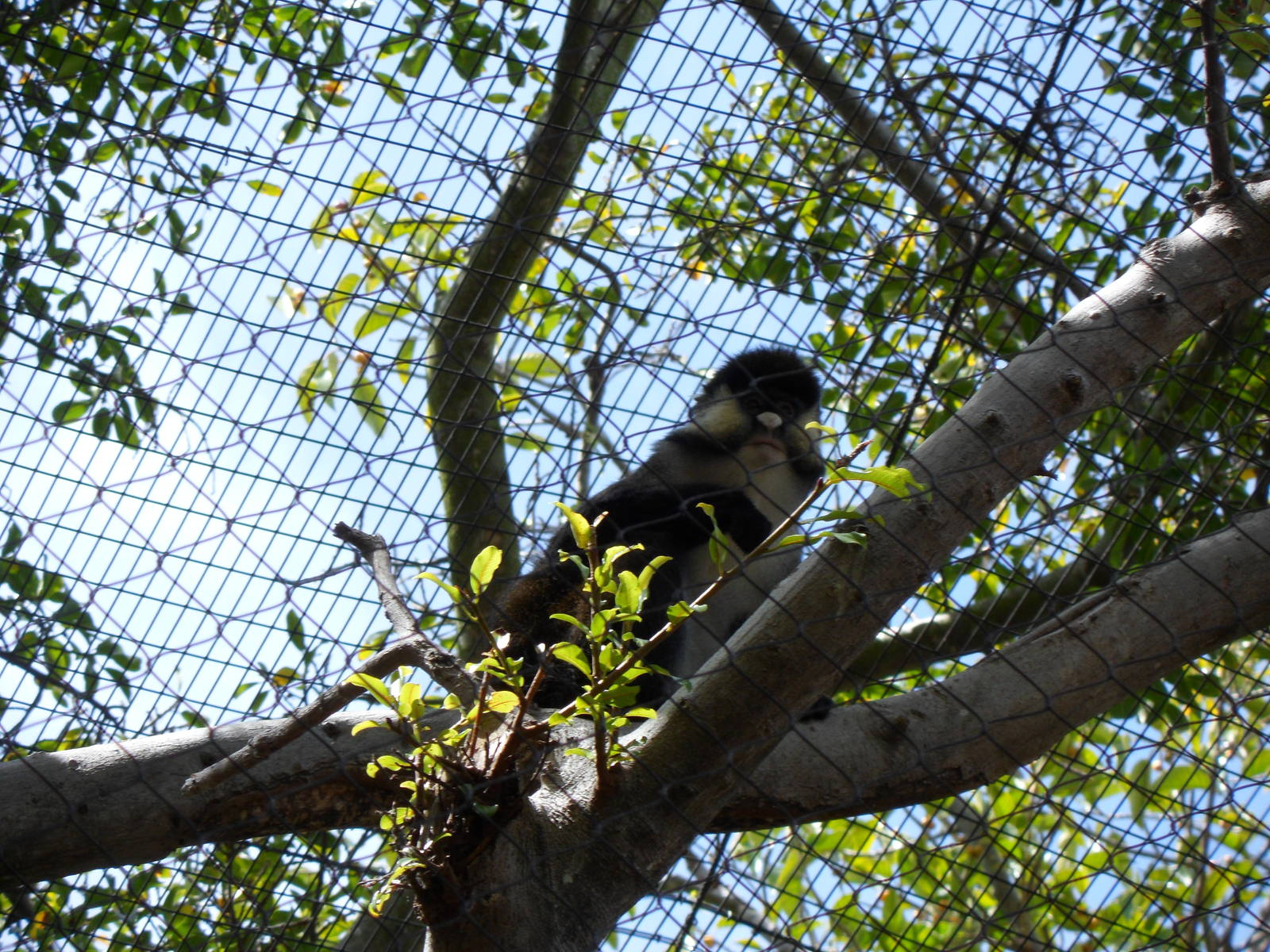 Spot-nosed Guenon
