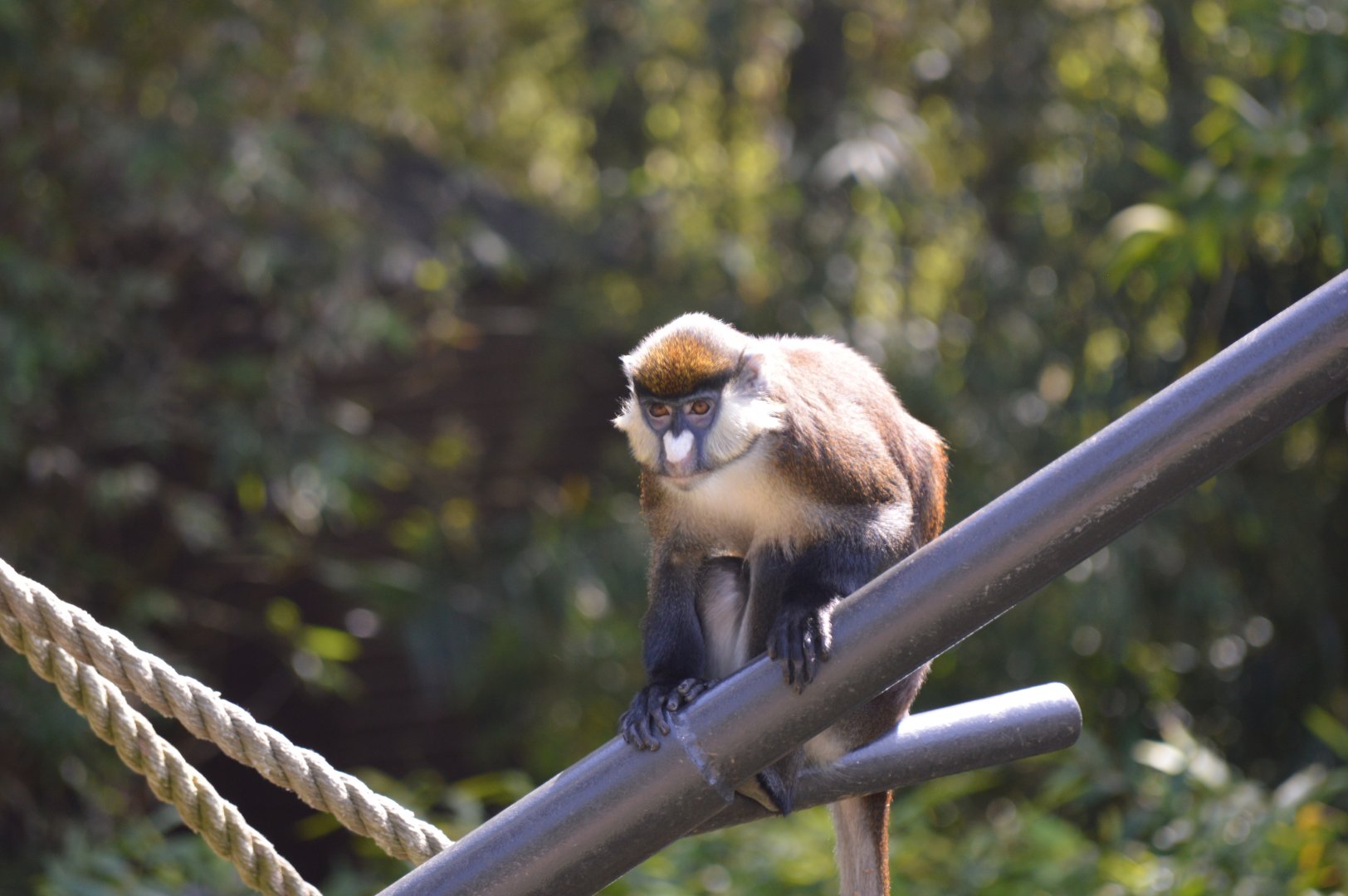 Spot-nosed Guenon
