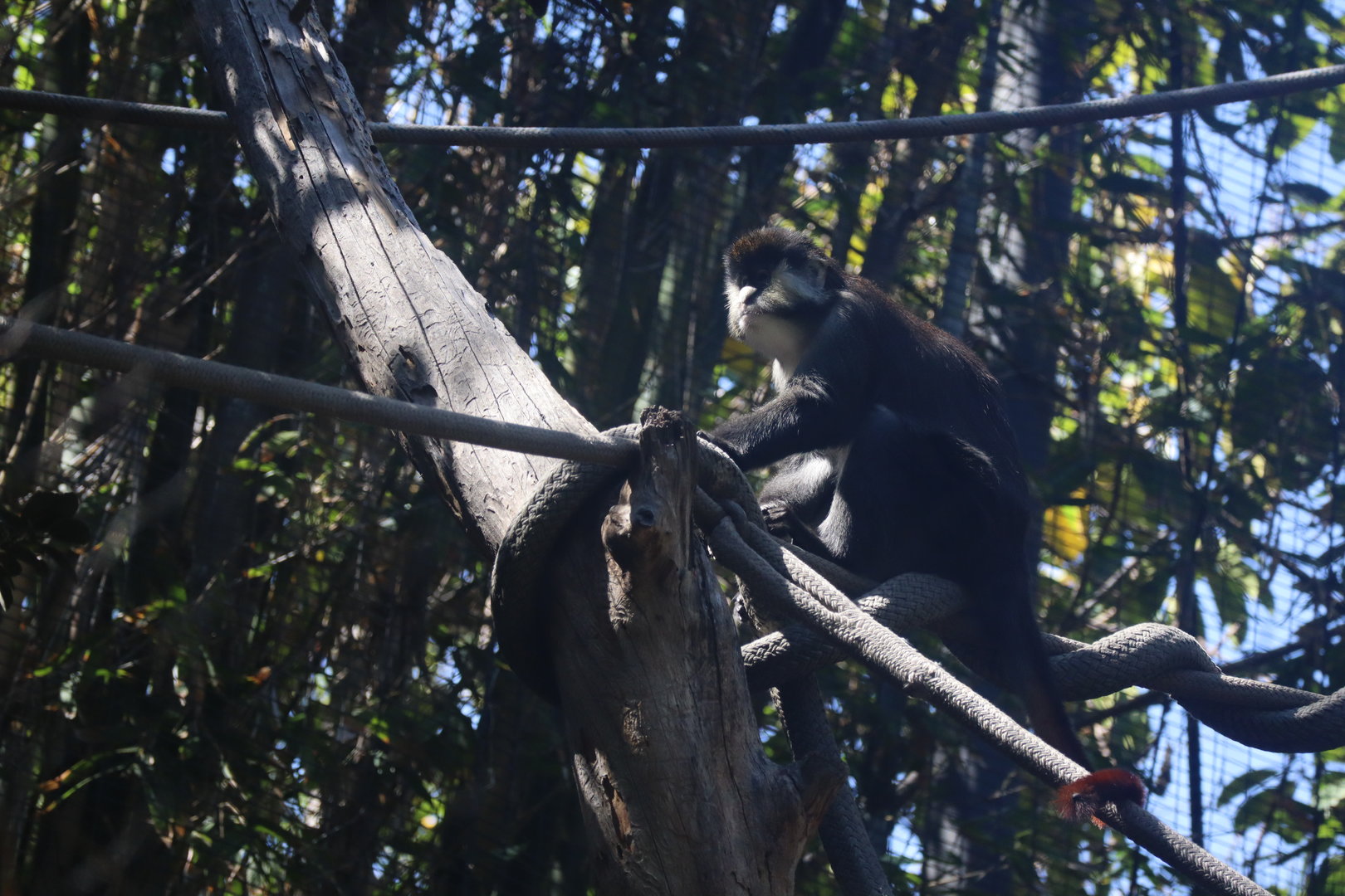 Spot Nosed Guenon