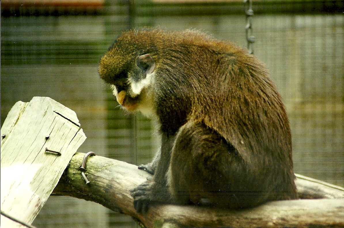 Spot-nosed Monkey 5th June 1999