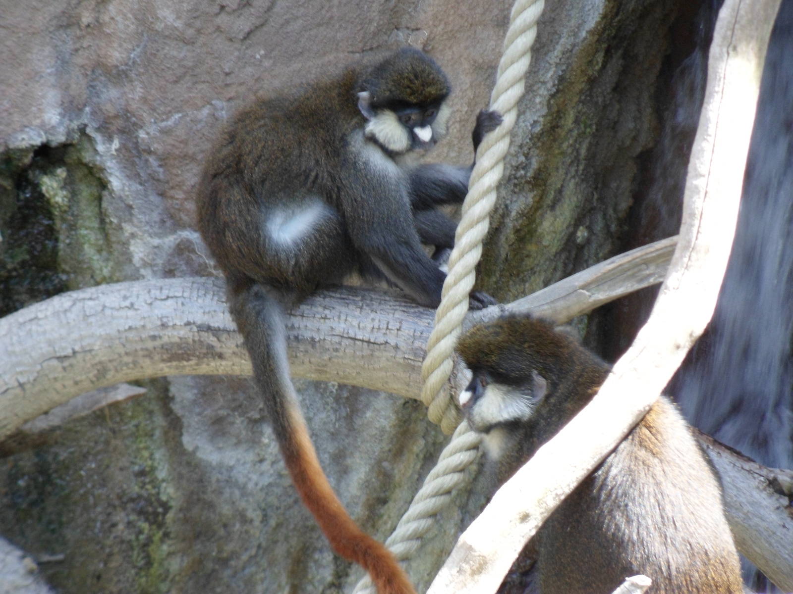 Spot-nosed Monkey