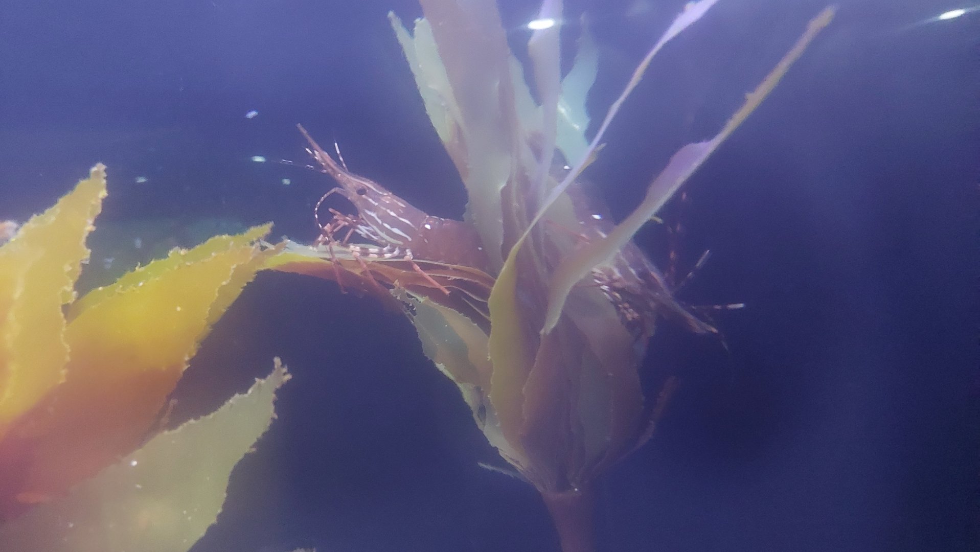 Spot Prawn (Pandalus platyceros)