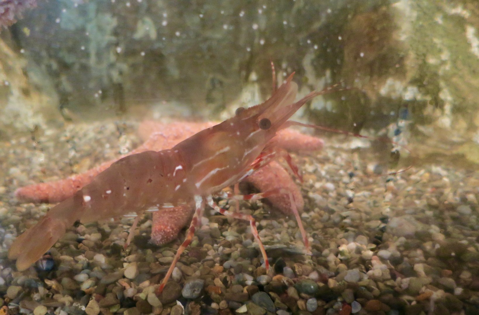 Spot Prawn (Pandalus platyceros)