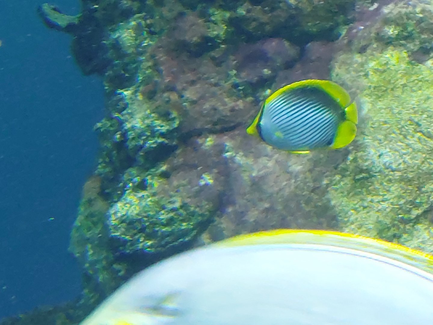 Spot-tail butterflyfish