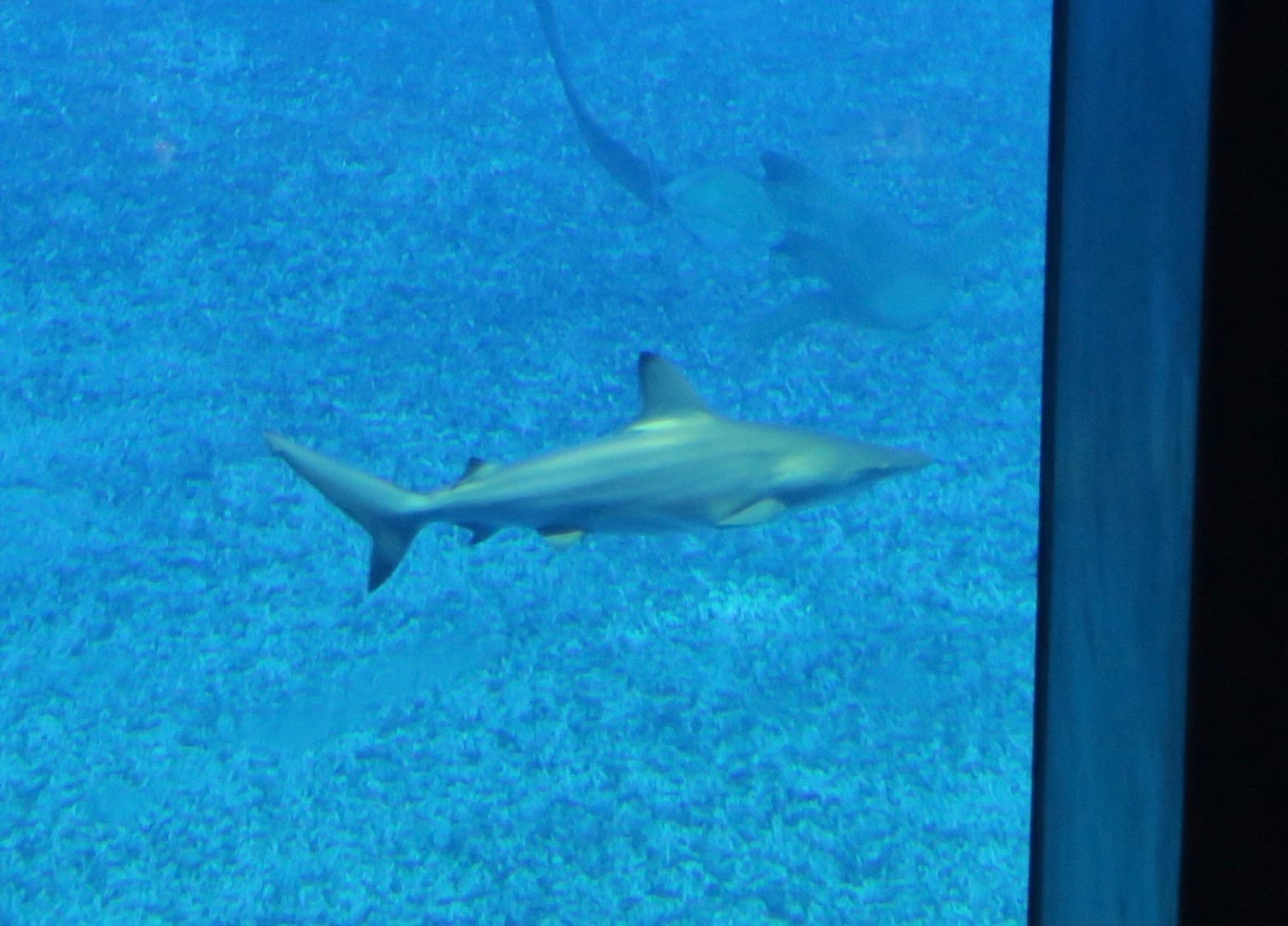 Spot-Tail Shark (Carcharhinus sorrah)