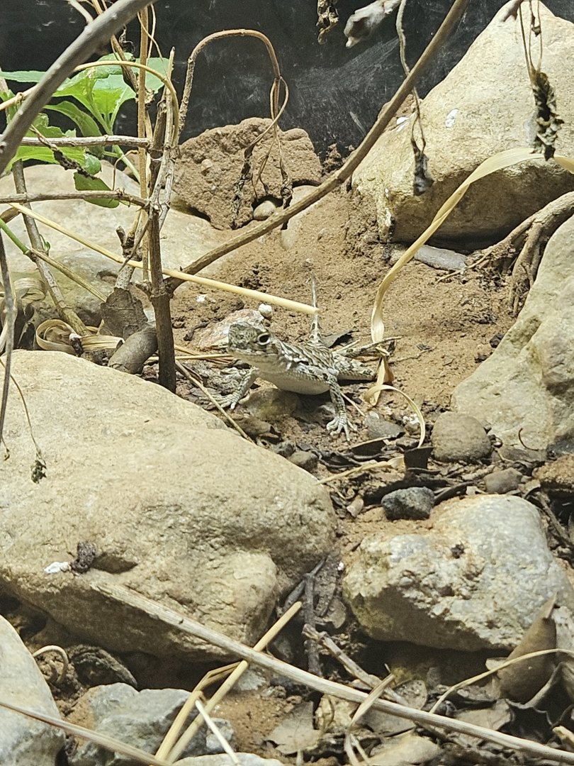 Spot-Tailed Earless Lizard