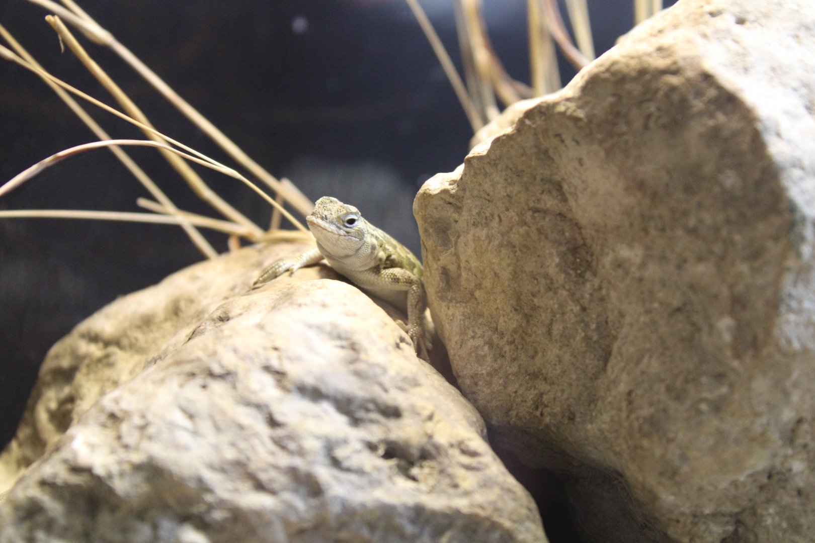 Spot-tailed Earless Lizard