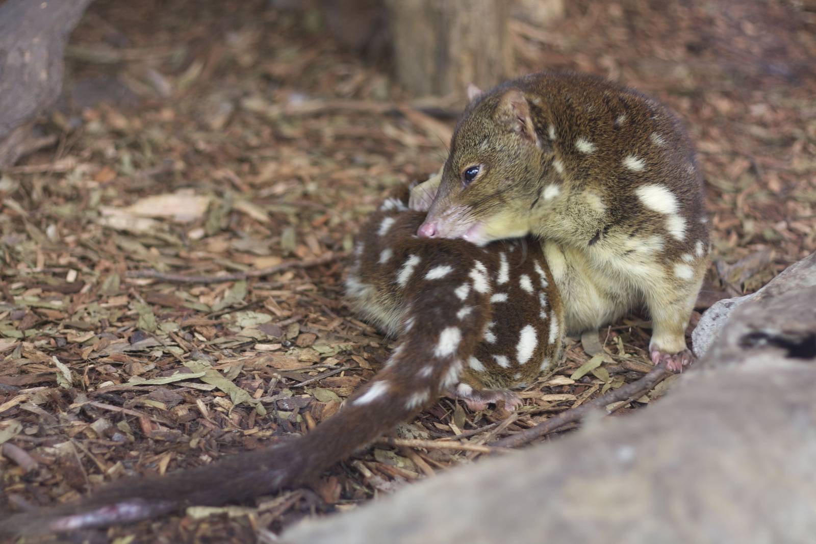 Spot-tailed quoll