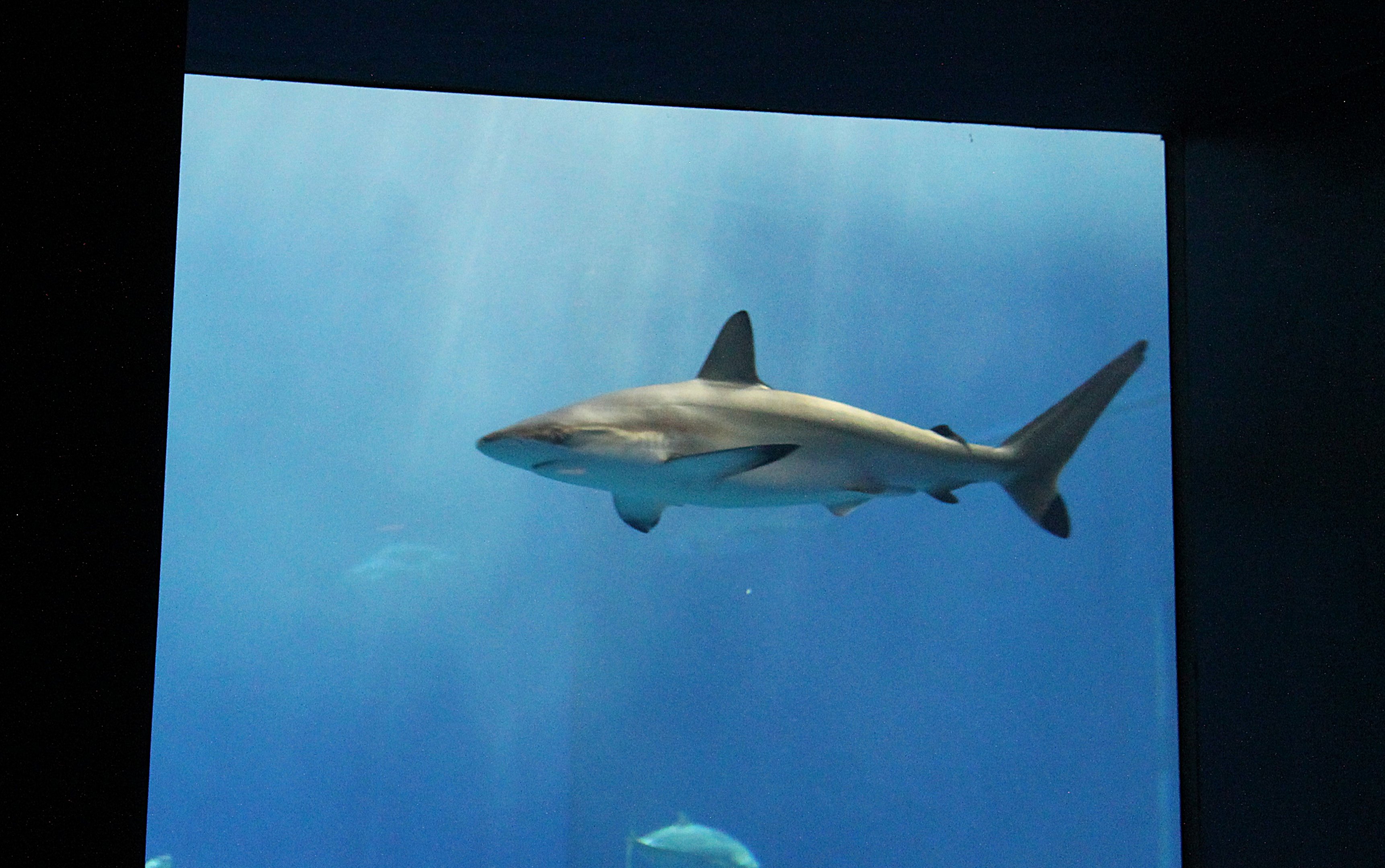 Spot-tailed Shark (Carcharhinus sorrah)