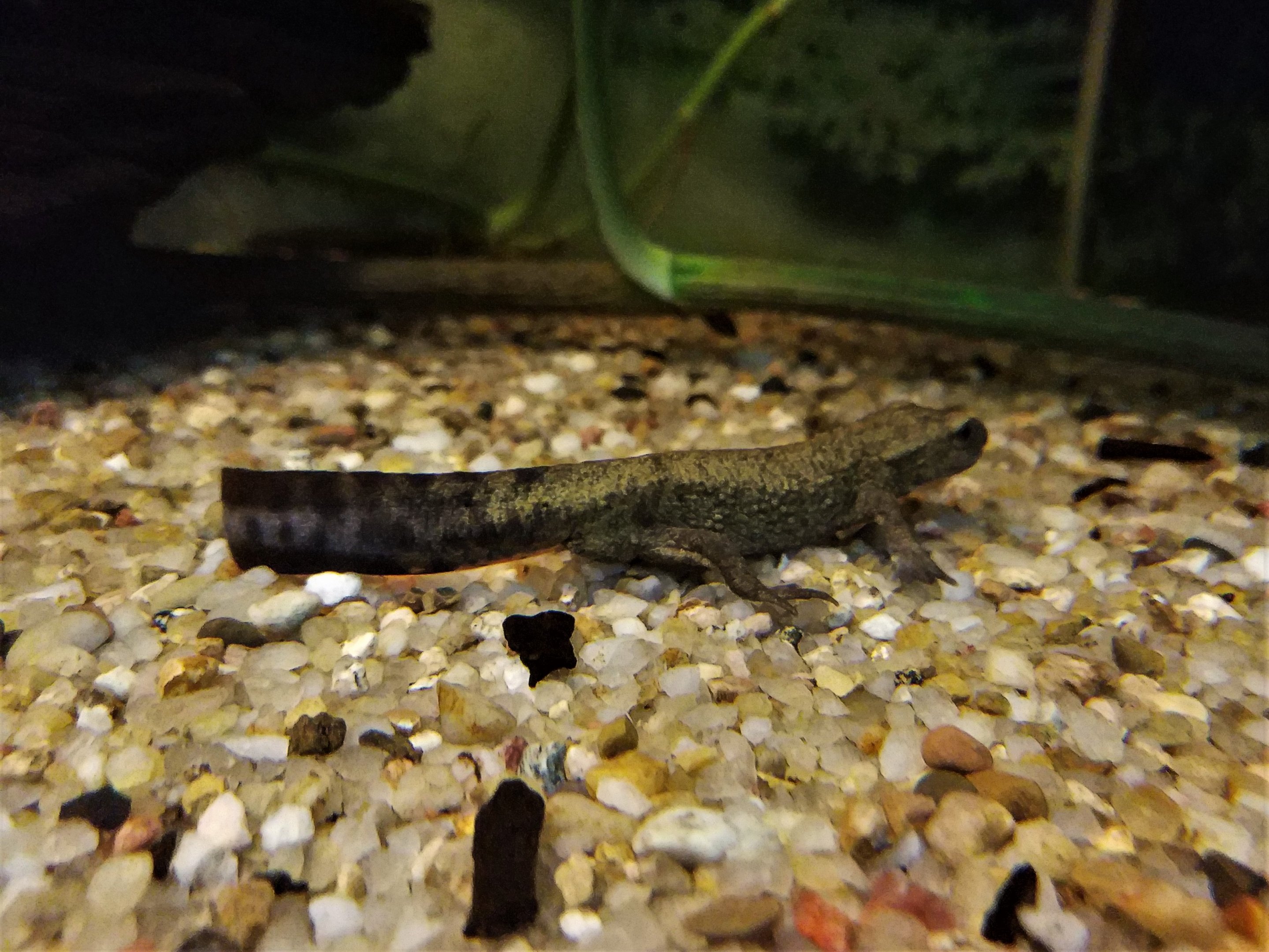 Spot-tailed Warty Newt
