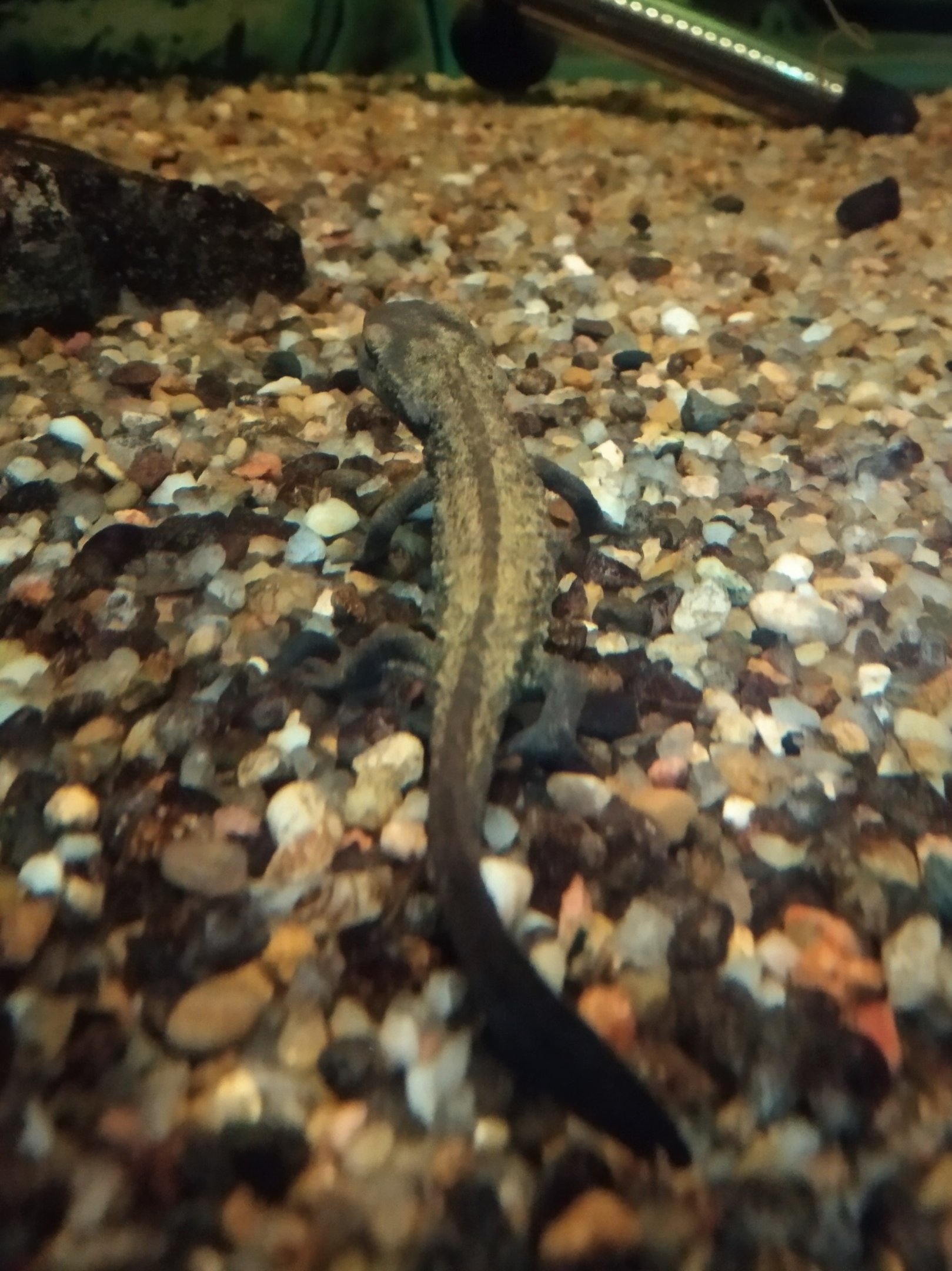 Spot-tailed Warty Newt