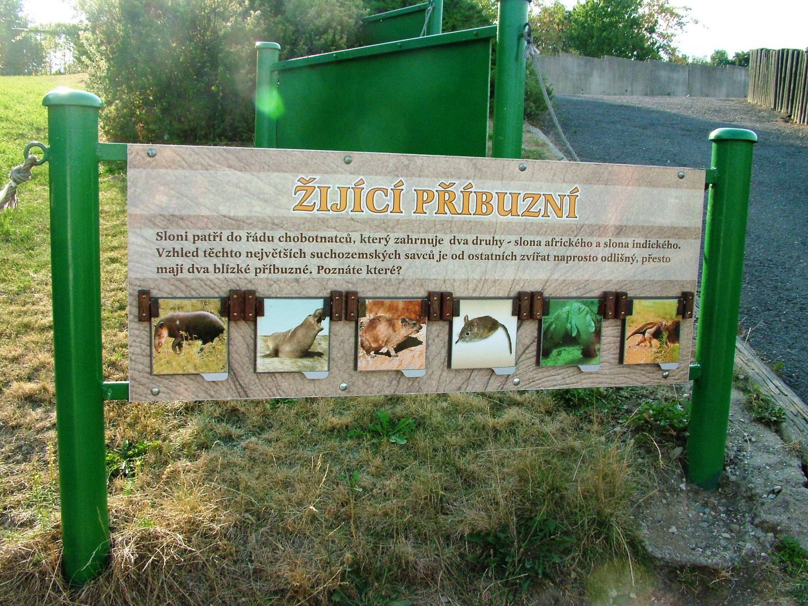 Spot the Afrotherian at Usti, 29/08/12