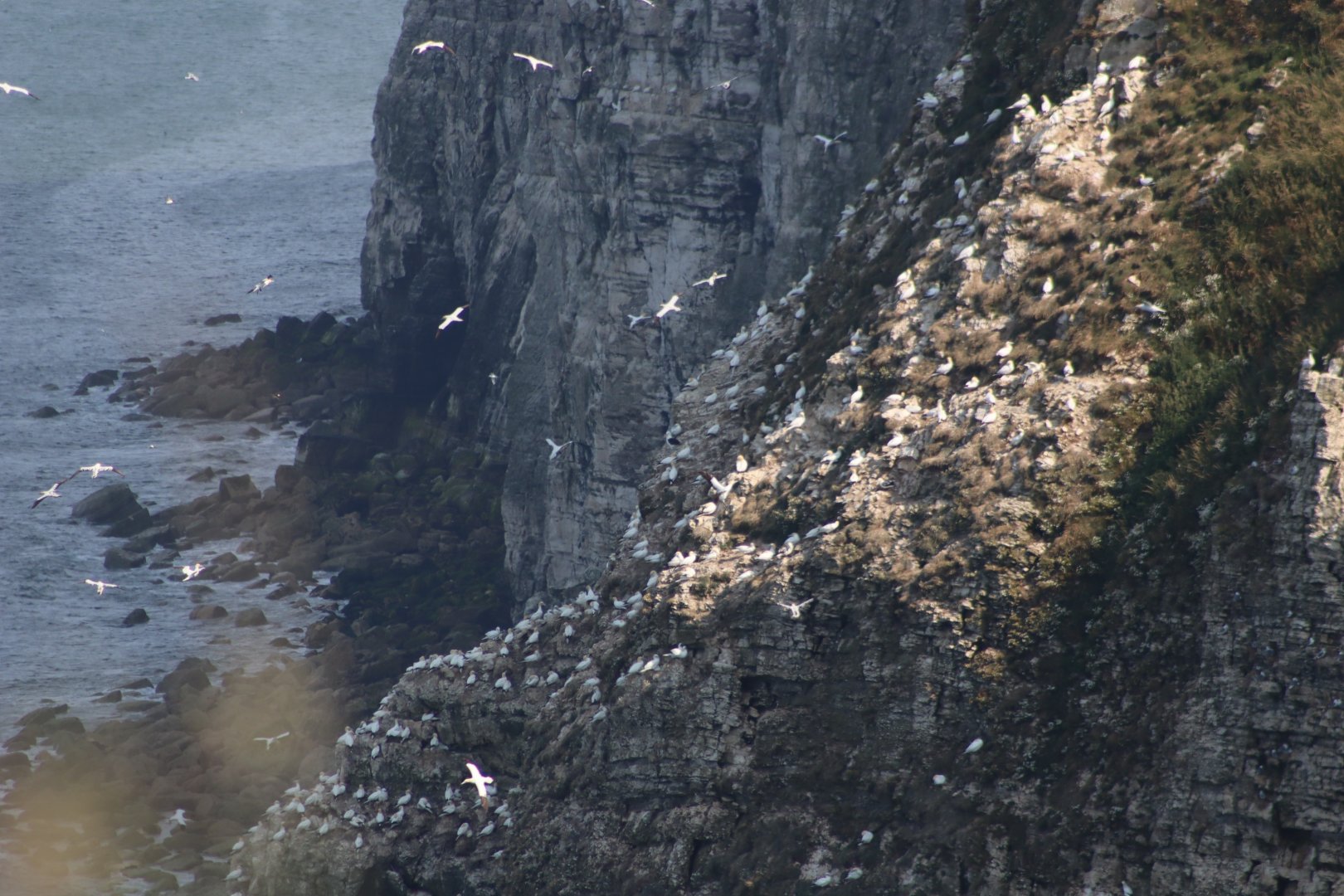Spot the albatross - 26 July 2021, RSPB Bempton Cliffs