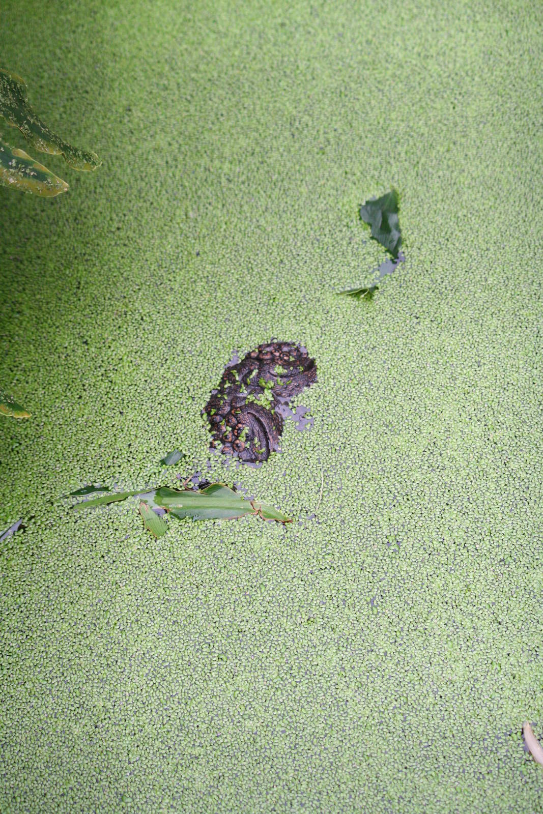 Spot the American alligator