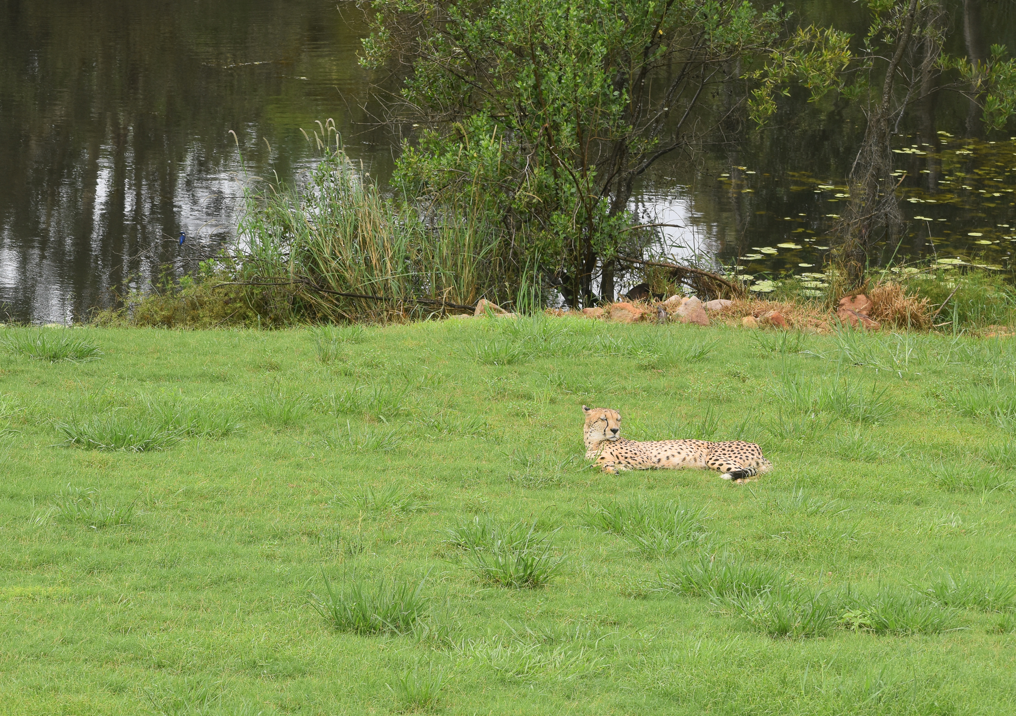 Spot the Azure Kingfisher
