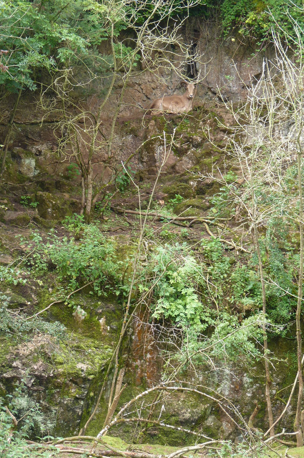 Spot the Barbary Sheep, 8 August 2012