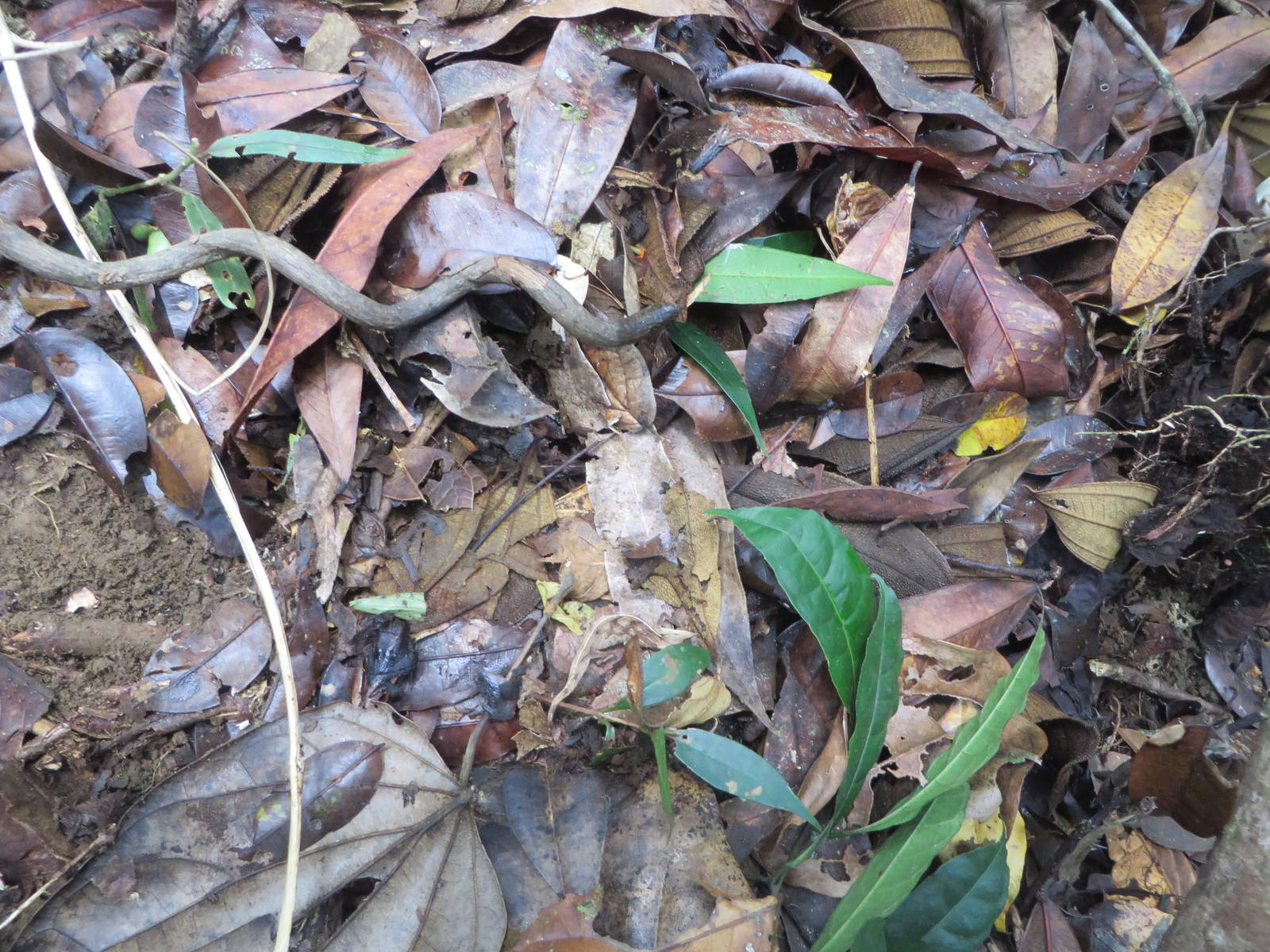 Spot the chameleons ;)