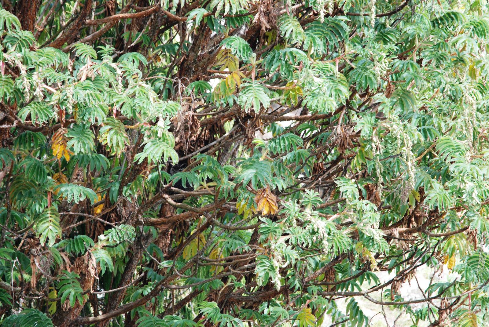 Spot the Ethiopian Cape Eagle Owl Challenge - Bale Mountains NP, 16/10/14