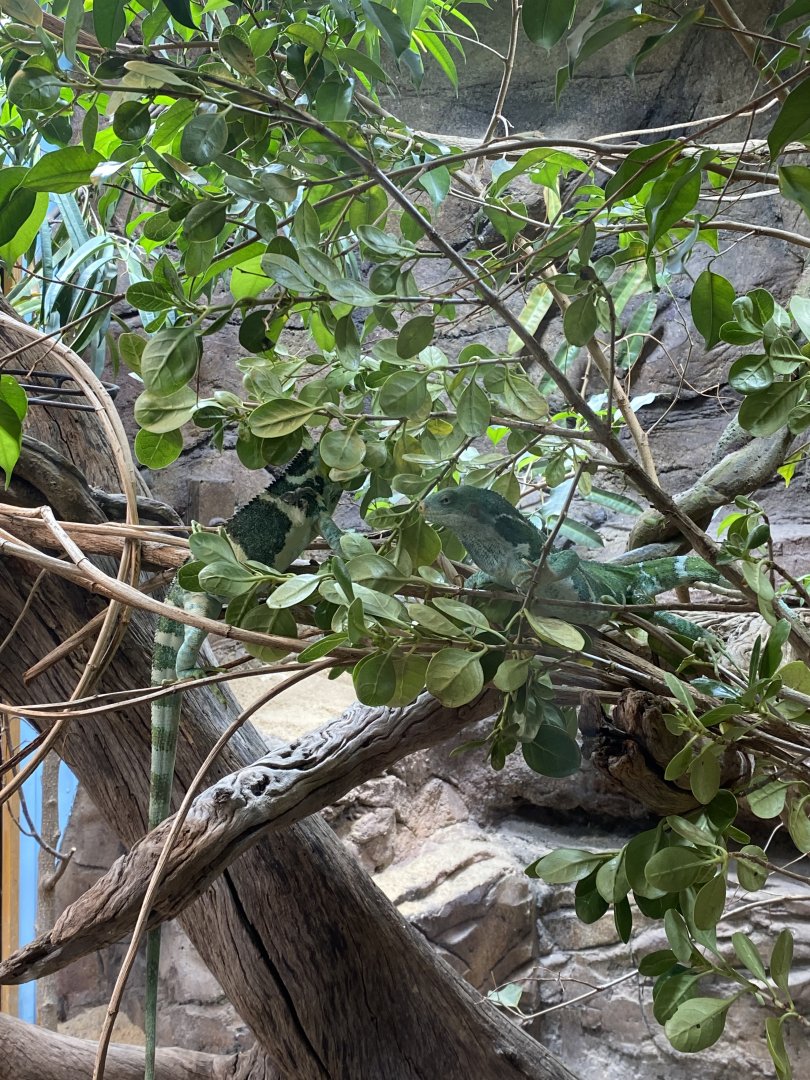 Spot the Fijian Crested Iguanas