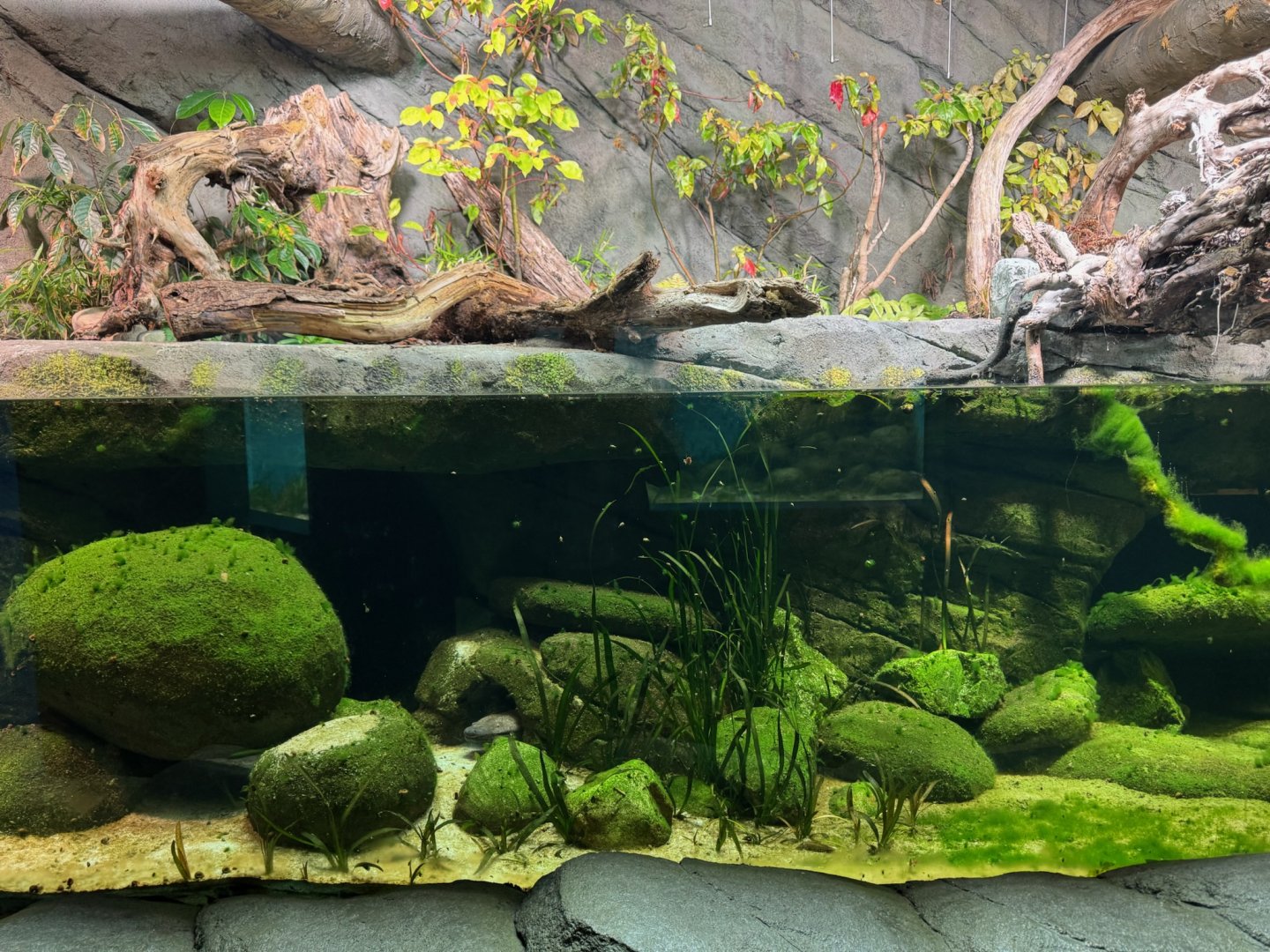 Spot the Giant Salamander..