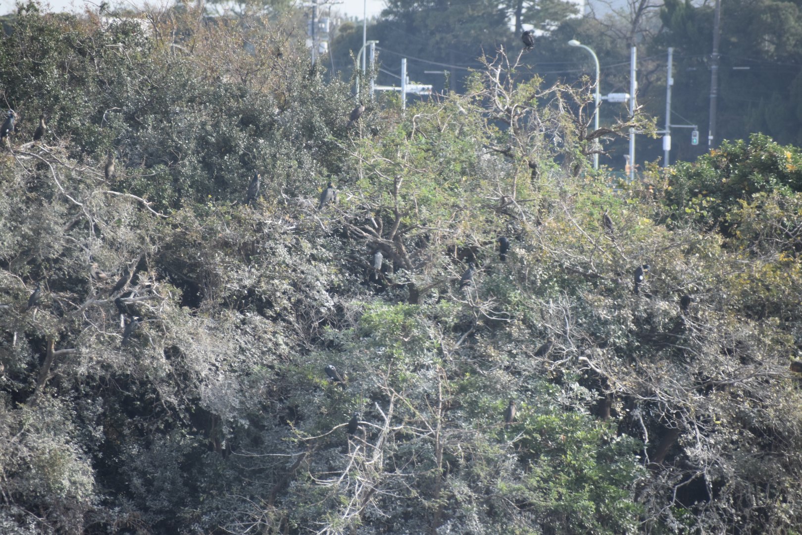 Spot the Goshawk! - Tokyo Port Wild Bird Park