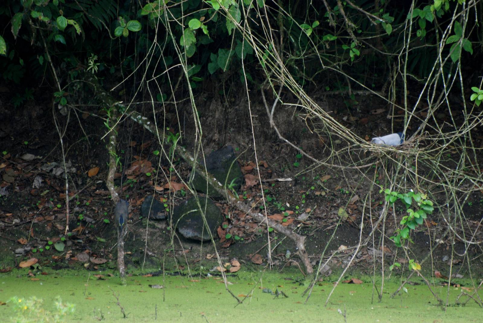 Spot the Herons at Arenal, 18/04/14