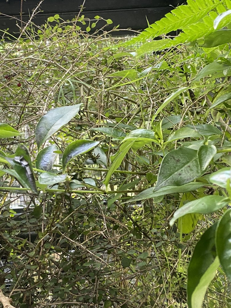 Spot the Jeweled Gecko!