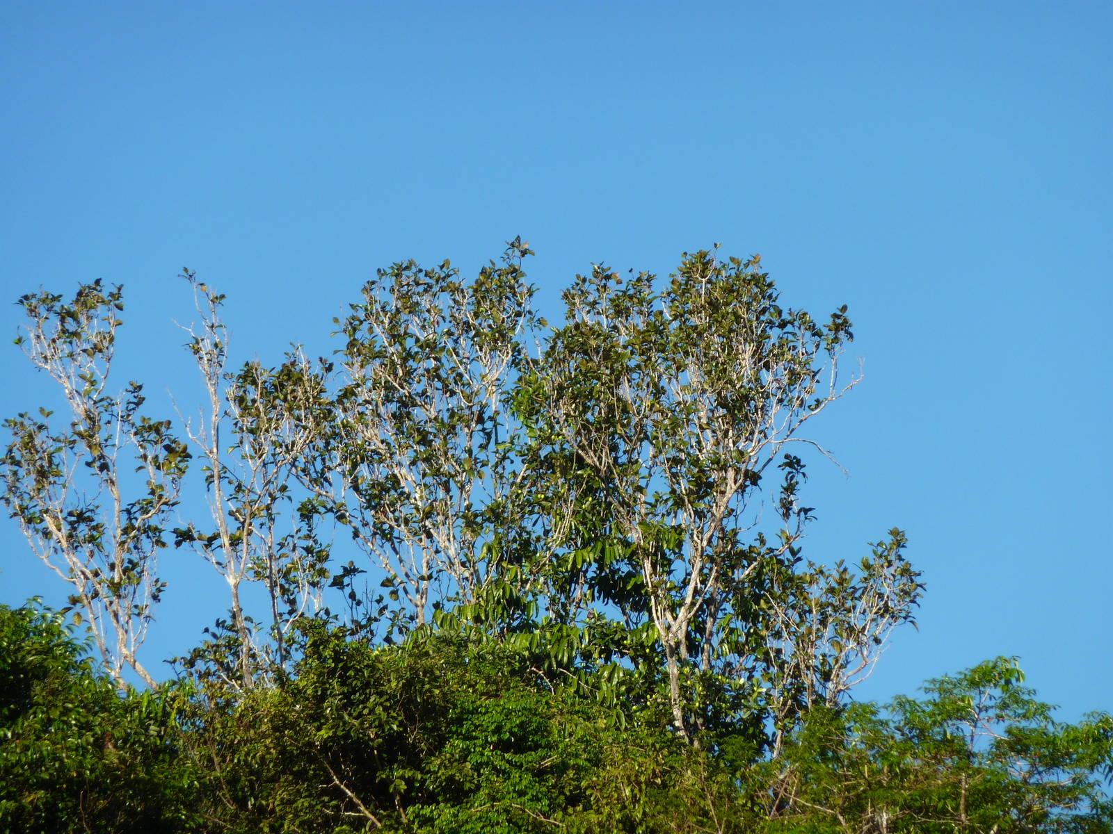 Spot the macaw.