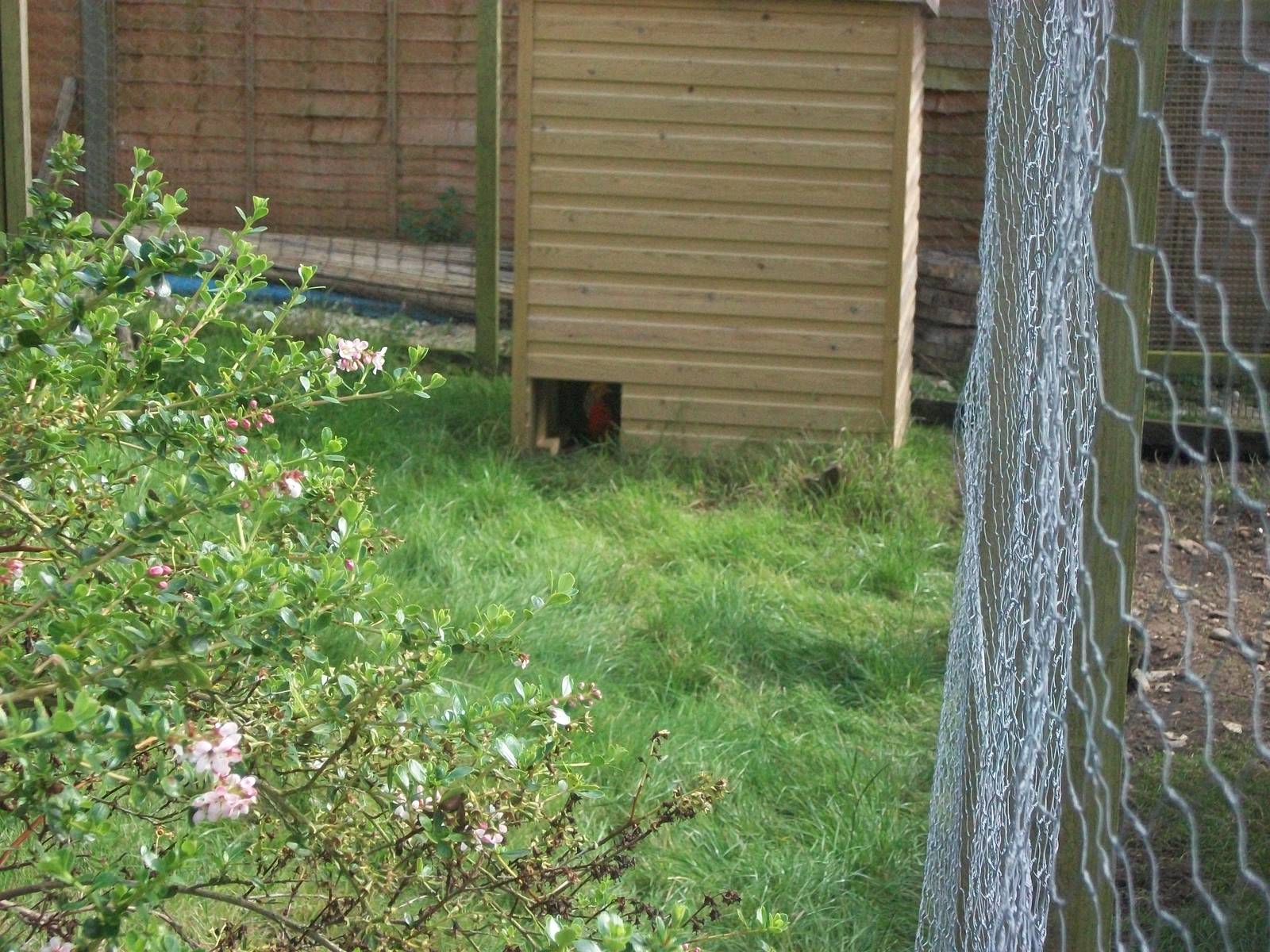 Spot the new Golden Pheasant, 15th August 2014.