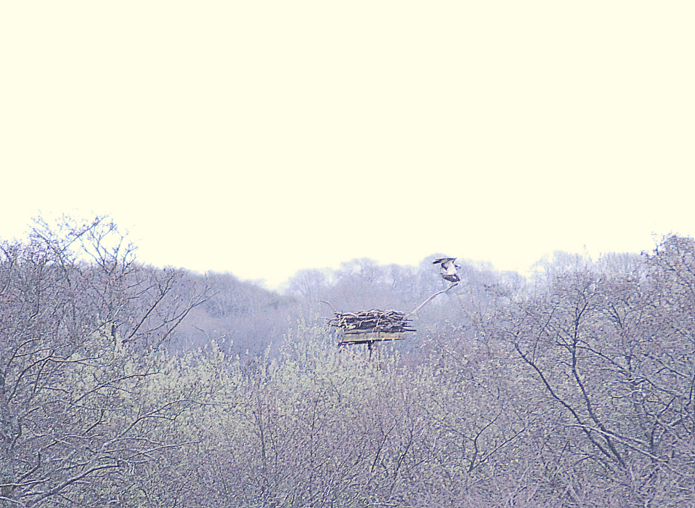 Spot the Ospreys ...