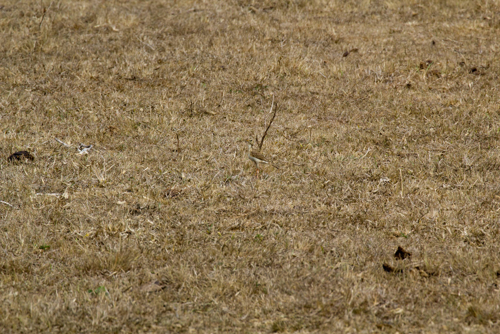 Spot the Pipit